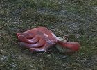 A glove, lying on the grass. It's a dark pink/dirty orange colour, with what look like occasional blotches of white paint.